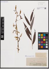 Foto von Salix babylonica L.